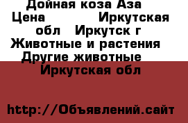 Дойная коза Аза. › Цена ­ 6 500 - Иркутская обл., Иркутск г. Животные и растения » Другие животные   . Иркутская обл.